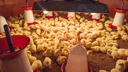 A Introdução no Mercado e a Popularização do Frango de Corte