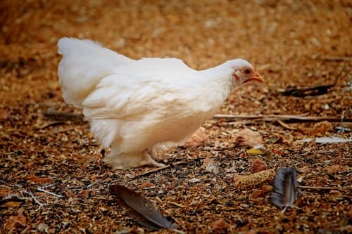 Mercado de Frango de Corte no Brasil: Cenário Atual e Perspectivas Futuras