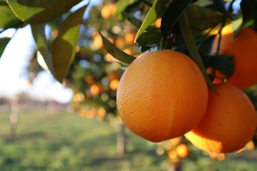Safra de laranja 2025 em  SP e MG é estimada em 314,60 milhões de caixas
